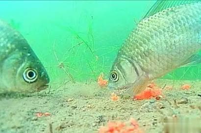 你的老钓友, img, alt