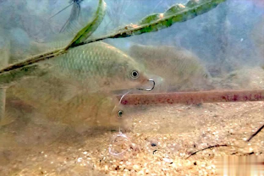 我的浮漂就, 米远的水域, 到离岸